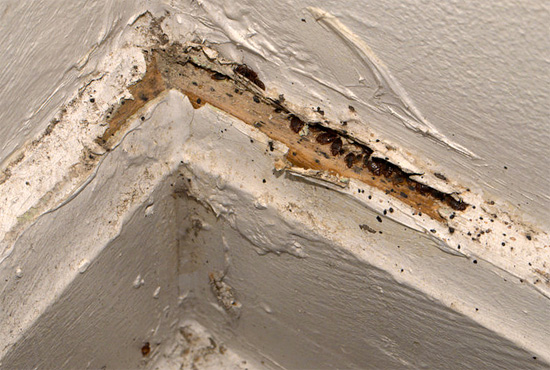 Dans les petites fissures des murs, les punaises de lit peuvent se rassembler par dizaines et par centaines – le brouillard froid pénètre facilement même dans les nids les plus cachés des parasites. Dans les petites fissures des murs, les punaises de lit peuvent se rassembler par dizaines et par centaines – le brouillard froid pénètre facilement même dans les nids les plus cachés des parasites.