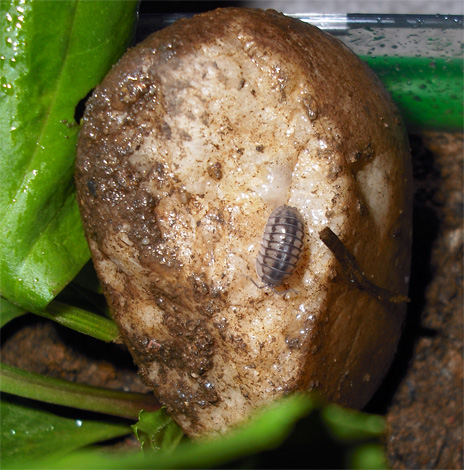 On peut apporter des cloportes dans un appartement sur une pomme de terre pourrie, mais leurs chances de survie à long terme dans un environnement sec sont pratiquement nulles.