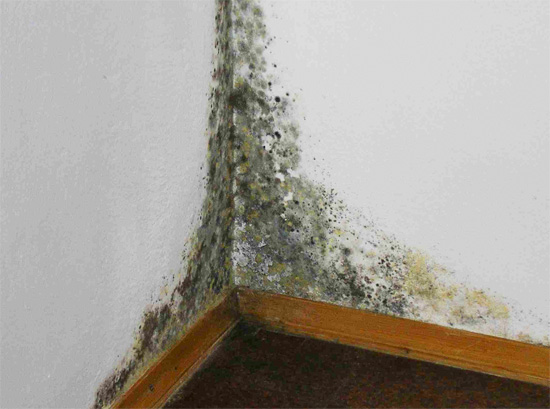 Il est important de se débarrasser de l'humidité dans la pièce le plus rapidement possible, car cela peut entraîner un développement abondant de moisissure.