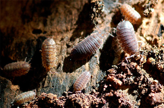 Sur la photo, des cloportes sont montrés dans leur habitat naturel - dans une vieille souche pourrie.