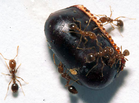 Dans un appartement ordinaire, les oothèques des blattes noires sont mangées par leurs cousins roux et par les fourmis.
