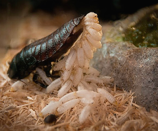 La femelle du cafard de Madagascar expulse de son abdomen une quantité énorme de larves...