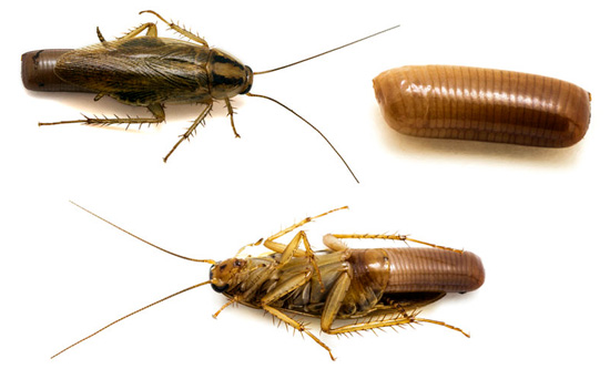 La photographie montre l'oothèque de la blatte rousse (germanique) - elle contient jusqu'à 50 œufs individuels.