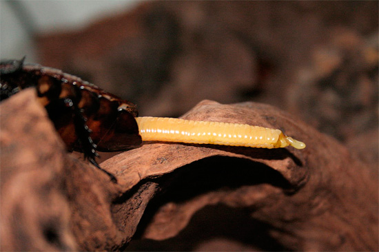 Chez certaines espèces tropicales de blattes, comme celles de Madagascar, l'oothèque est typiquement allongée.
