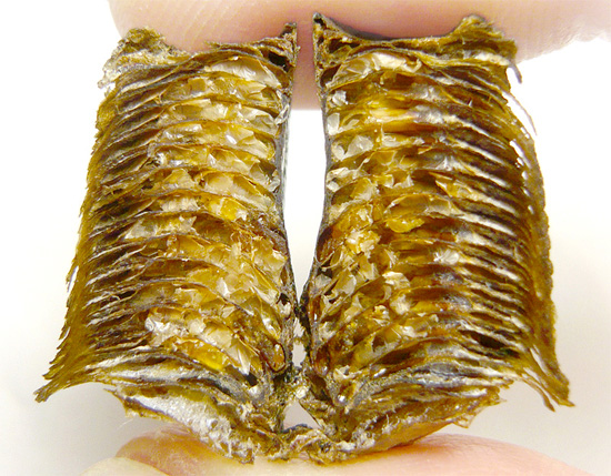 Les œufs à l'intérieur de l'oothèque de la blatte sont bien protégés des dommages mécaniques par une enveloppe semblable à du parchemin.