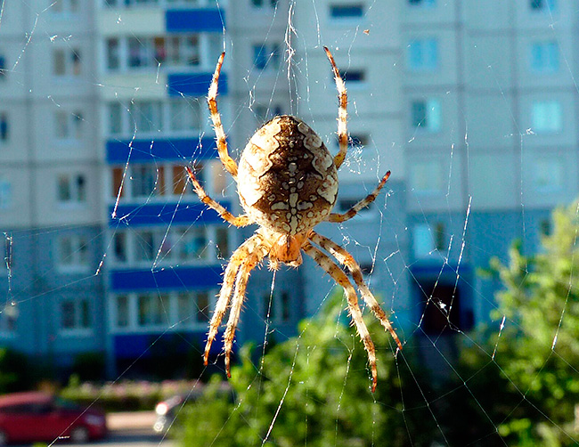 Kreuzspinne