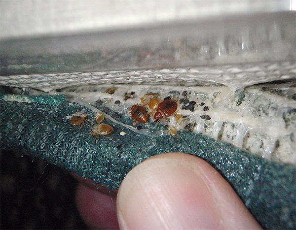 Accumulation de punaises de lit sur la face inférieure du matelas.