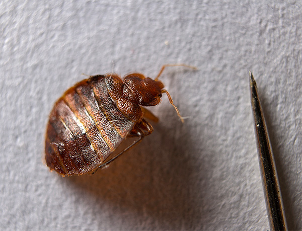 Beaucoup de gens ne soupçonnent même pas que les punaises dans un appartement (ainsi que d'autres insectes) peuvent être efficacement éliminées à l'aide de fumigènes.