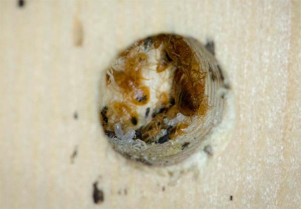 La fumée insecticide pénétrera dans les fissures et orifices les plus minuscules, où les punaises de lit peuvent également se cacher.