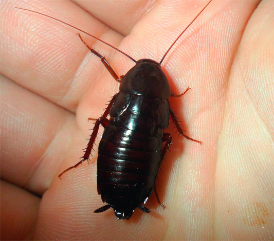 La photo montre une blatte noire (Blatta orientalis)