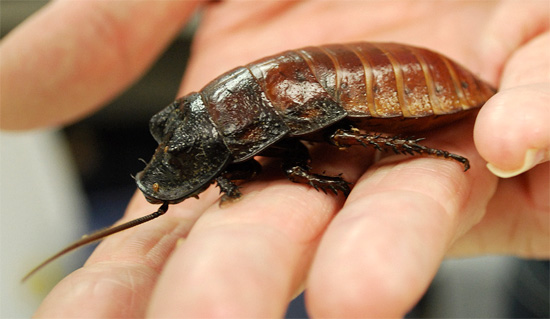Les blattes de Madagascar n'ont pas d'ailes, mais elles savent siffler bruyamment.