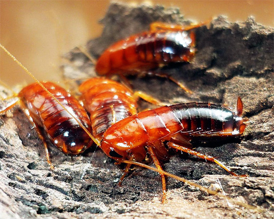 La blatte du Turkménistan peut être rencontrée à l'état sauvage sur le territoire de notre pays, dans son extrême sud.