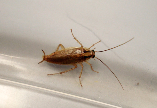 Tout le monde connaît la difficulté à attraper les blattes - ce n'est pas pour rien que cela se reflète dans certains noms de ces insectes.