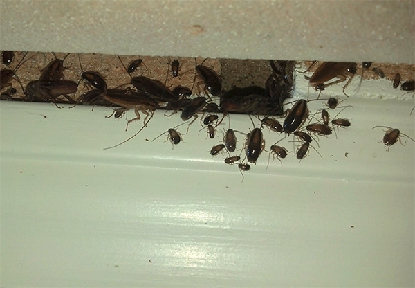 La fumée insecticide pénètre dans les endroits les plus inaccessibles où les cafards peuvent se cacher. La fumée insecticide pénètre dans les endroits les plus inaccessibles où les cafards peuvent se cacher.