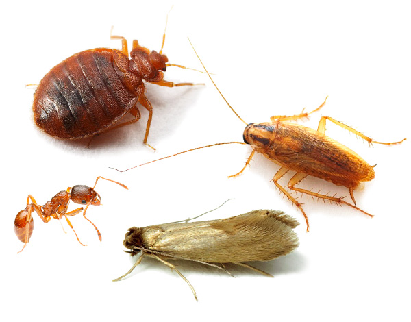 Nous découvrons comment mener correctement la lutte contre les insectes dans la maison, l'appartement ou la maison de campagne en utilisant des méthodes modernes et des insecticides... Nous découvrons comment mener correctement la lutte contre les insectes dans la maison, l'appartement ou la maison de campagne en utilisant des méthodes modernes et des insecticides...