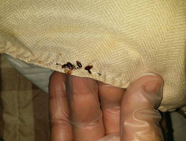Il faut traiter particulièrement soigneusement les endroits où les insectes peuvent se cacher. Il faut traiter particulièrement soigneusement les endroits où les insectes peuvent se cacher.