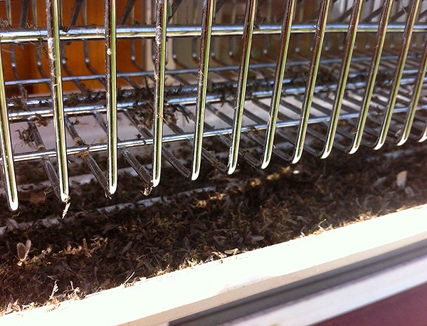 Au contact du grillage métallique, les insectes sont tués par la décharge électrique et tombent dans le plateau de récupération.