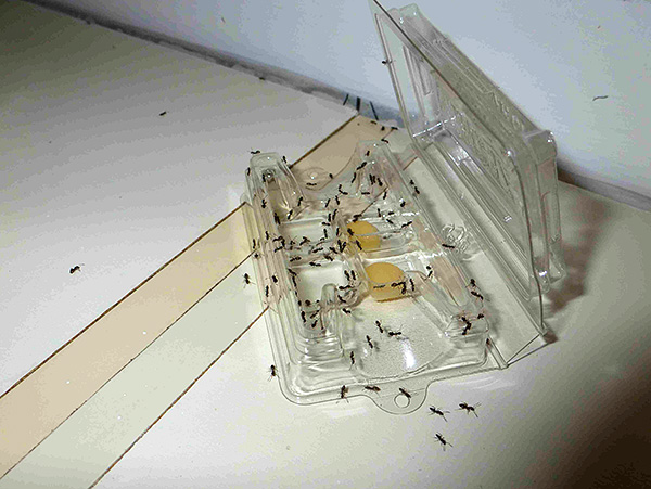 Les pièges insecticides pour cafards et fourmis domestiques peuvent facilement être fabriqués par vos propres moyens.