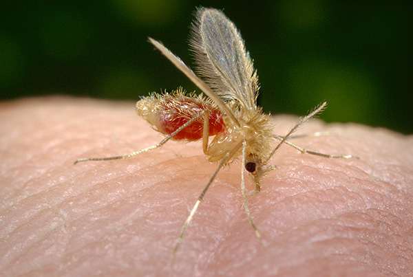 Dans les zones où les moucherons sont abondants, les vêtements de protection peuvent constituer une très bonne défense contre les piqûres.