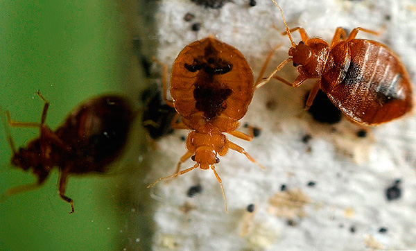 Essayons de comprendre quel est le meilleur moyen d'exterminer les punaises de lit si elles apparaissent soudainement dans un appartement ou une maison particulière... Essayons de comprendre quel est le meilleur moyen d'exterminer les punaises de lit si elles apparaissent soudainement dans un appartement ou une maison particulière...