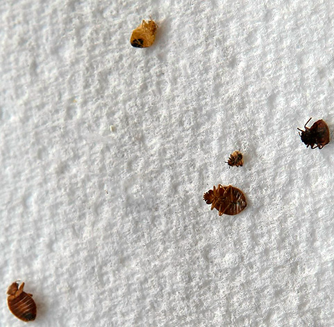Il existe aujourd'hui des produits qui permettent d'exterminer les punaises en toute sécurité pour votre santé et pratiquement sans odeur désagréable dans la pièce. Il existe aujourd'hui des produits qui permettent d'exterminer les punaises en toute sécurité pour votre santé et pratiquement sans odeur désagréable dans la pièce.