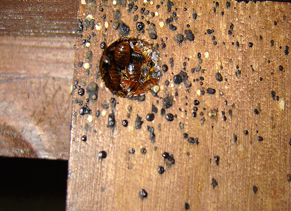 Nid de punaises de lit dans un meuble. Nid de punaises de lit dans un meuble.