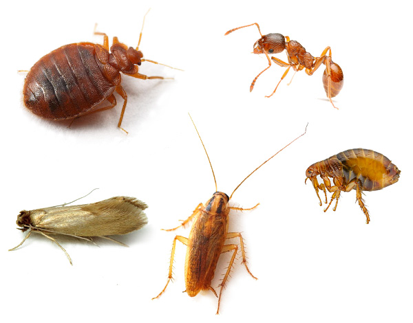 En pratique, le produit Zonder élimine efficacement non seulement les punaises, mais aussi les cafards, les puces, les fourmis domestiques et d'autres insectes. En pratique, le produit Zonder élimine efficacement non seulement les punaises, mais aussi les cafards, les puces, les fourmis domestiques et d'autres insectes.