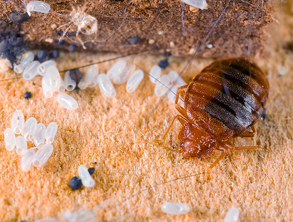 Le produit contient trois insecticides, de sorte que la probabilité que les punaises de lit s'habituent au produit Zonder est pratiquement exclue. Le produit contient trois insecticides, de sorte que la probabilité que les punaises de lit s'habituent au produit Zonder est pratiquement exclue.