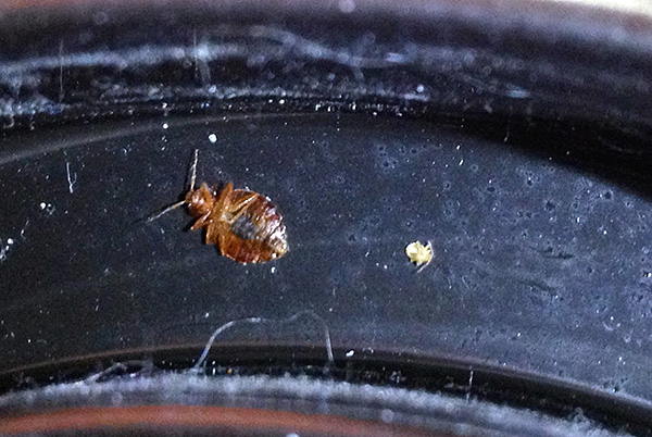 Si des surfaces traitées avec un insecticide sont présentes dans la maison, les punaises de lit isolées mourront, même si elles pénètrent dans l'appartement, par exemple, depuis le voisinage. Si des surfaces traitées avec un insecticide sont présentes dans la maison, les punaises de lit isolées mourront, même si elles pénètrent dans l'appartement, par exemple, depuis le voisinage.
