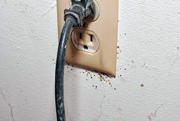 Les nids de punaises de lit peuvent également se trouver dans les prises électriques... Les nids de punaises de lit peuvent également se trouver dans les prises électriques...