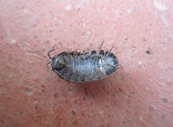 Lors du choix de produits insecticides pour éliminer les cloportes, il est important de prendre en compte certaines nuances... Lors du choix de produits insecticides pour éliminer les cloportes, il est important de prendre en compte certaines nuances...