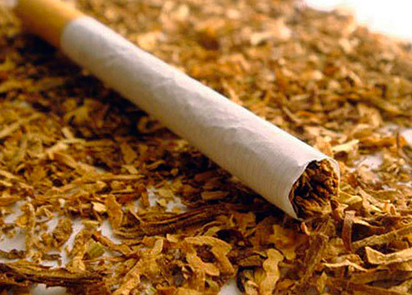Le tabac (plus précisément, la nicotine qu'il contient) est un moyen très efficace pour détruire les insectes. Le tabac (plus précisément, la nicotine qu'il contient) est un moyen très efficace pour détruire les insectes.
