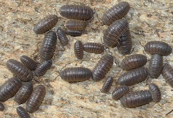 En règle générale, le foyer de reproduction des cloportes se trouve dans le grenier ou le sous-sol de la maison. En règle générale, le foyer de reproduction des cloportes se trouve dans le grenier ou le sous-sol de la maison.