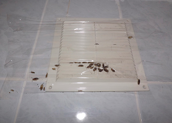 Exemple de la façon dont les cloportes entrent dans l'appartement par la grille de ventilation. Exemple de la façon dont les cloportes entrent dans l'appartement par la grille de ventilation.
