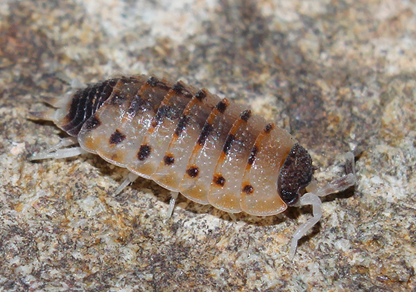 Proporcellio vulcanius Proporcellio vulcanius