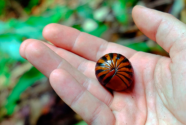 Bien que les Glomeridae ressemblent extérieurement beaucoup aux cloportes, il s'agit en réalité de mille-pattes diplopodes. Bien que les Glomeridae ressemblent extérieurement beaucoup aux cloportes, il s'agit en réalité de mille-pattes diplopodes.