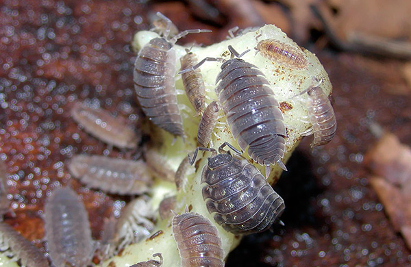 Les cloportes ne dédaignent pas se régaler de restes de plantes succulentes... Les cloportes ne dédaignent pas se régaler de restes de plantes succulentes...