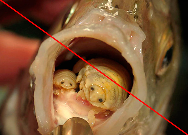 Les crustacés parasites sur les langues de poissons ne sont pas, à proprement parler, des cloportes, bien qu'ils leur ressemblent beaucoup. Les crustacés parasites sur les langues de poissons ne sont pas, à proprement parler, des cloportes, bien qu'ils leur ressemblent beaucoup.