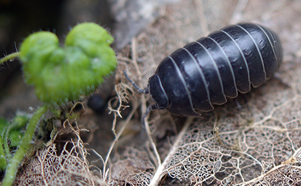 Voici à quoi ressemble le cloporte commun (Armadillidium vulgare) Voici à quoi ressemble le cloporte commun (Armadillidium vulgare)