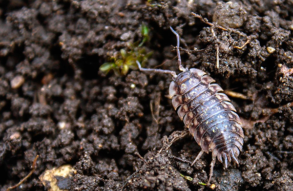 Dans la plupart des cas, les cloportes apportent plus de bienfaits que de nuisances au potager. Dans la plupart des cas, les cloportes apportent plus de bienfaits que de nuisances au potager.