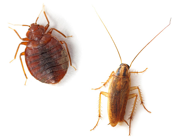 L'Écokiller agit de manière fiable même dans les cas où la population de blattes ou de punaises de lit a développé une résistance aux insecticides standards. L'Écokiller agit de manière fiable même dans les cas où la population de blattes ou de punaises de lit a développé une résistance aux insecticides standards.