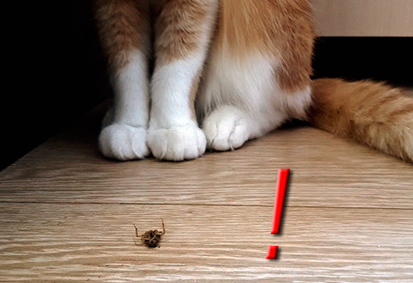 Il ne faut pas laisser les chats ou les chiens manger des cafards empoisonnés par le Dichlorvos.
