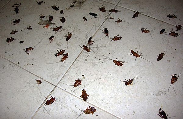 Les aérosols à base de pyréthrinoïdes de synthèse sont assez efficaces et permettent d'éliminer les cafards d'un appartement en quelques heures seulement.