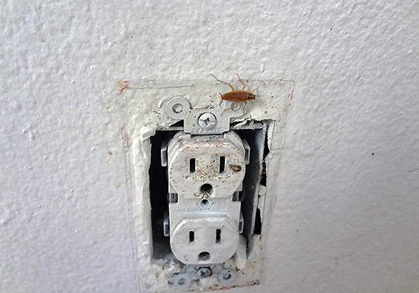 Les blattes peuvent pénétrer dans le local par les prises électriques provenant des voisins.