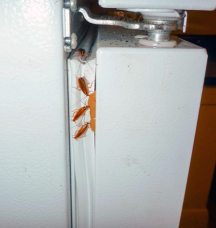 Lors de l'utilisation de gels insecticides, il est important de respecter les mesures de sécurité élémentaires.