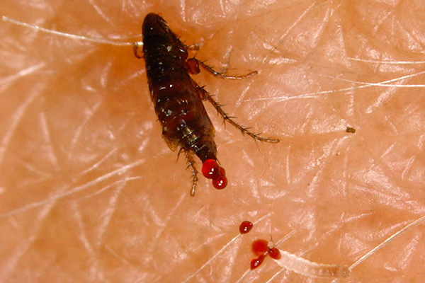 En pénétrant dans les habitations, les suceurs de sang commencent à mordre activement les humains - pas moins que les animaux domestiques. En pénétrant dans les habitations, les suceurs de sang commencent à mordre activement les humains - pas moins que les animaux domestiques.