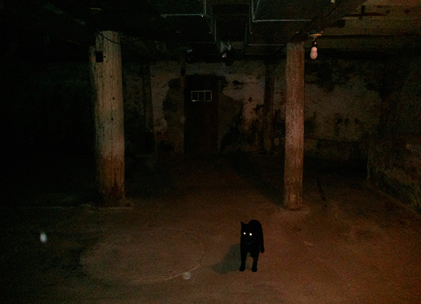 Dans les caves des immeubles, il y a souvent des chats et des chiens errants infestés de puces. Dans les caves des immeubles, il y a souvent des chats et des chiens errants infestés de puces.