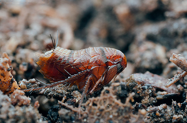 Une cause typique de l'apparition des puces dans les appartements est la capacité des parasites à se déplacer seuls sur des distances plus ou moins importantes. Une cause typique de l'apparition des puces dans les appartements est la capacité des parasites à se déplacer seuls sur des distances plus ou moins importantes.
