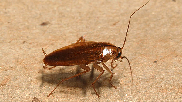 Le gel insecticide peut également être utilisé comme un produit à effet barrière, en bloquant les voies de pénétration des cafards dans l'appartement. Le gel insecticide peut également être utilisé comme un produit à effet barrière, en bloquant les voies de pénétration des cafards dans l'appartement.
