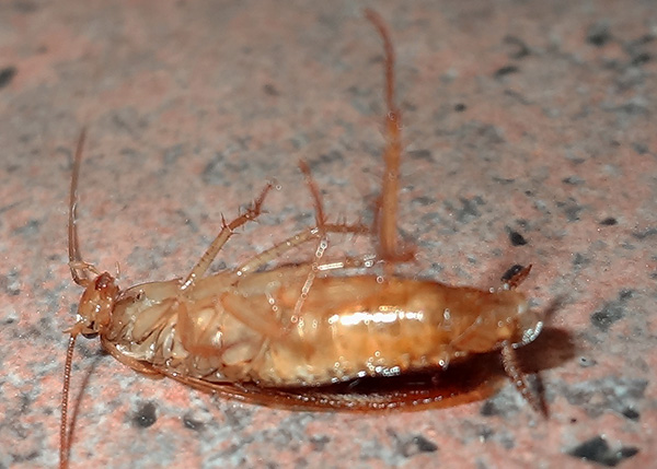 Les insecticides contenus dans les gels éliminent efficacement non seulement les blattes, mais aussi pratiquement tous les autres insectes qui consomment le poison. Les insecticides contenus dans les gels éliminent efficacement non seulement les blattes, mais aussi pratiquement tous les autres insectes qui consomment le poison.